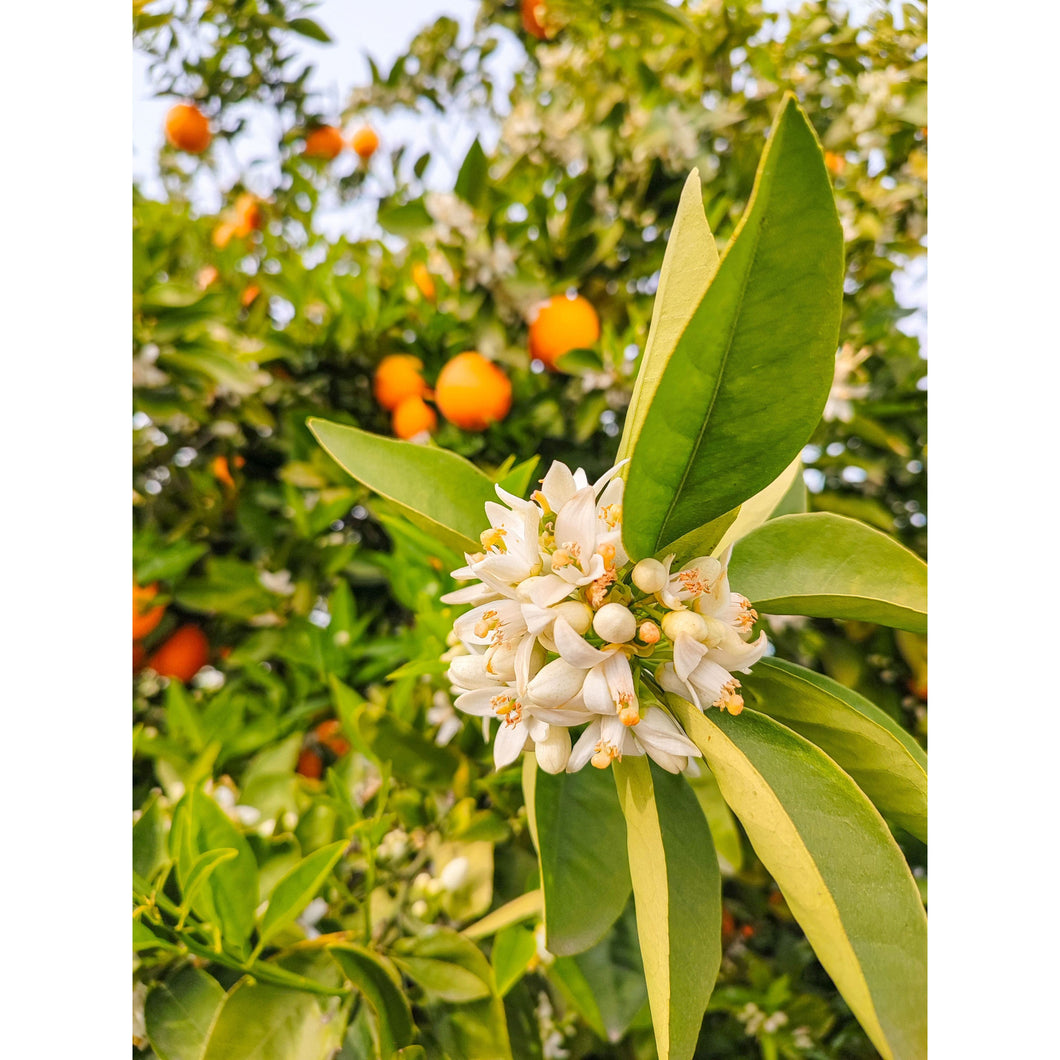 Aromatic fragrancia Azahar para velas con Galleta con Mandarina jugosa, Azahar, Naranja y Cáscara de Limón