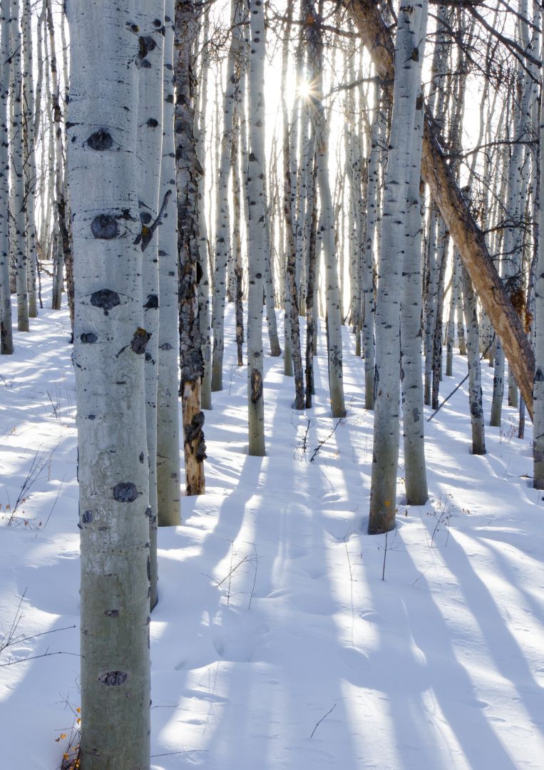 White Aspen Fragrance Oil